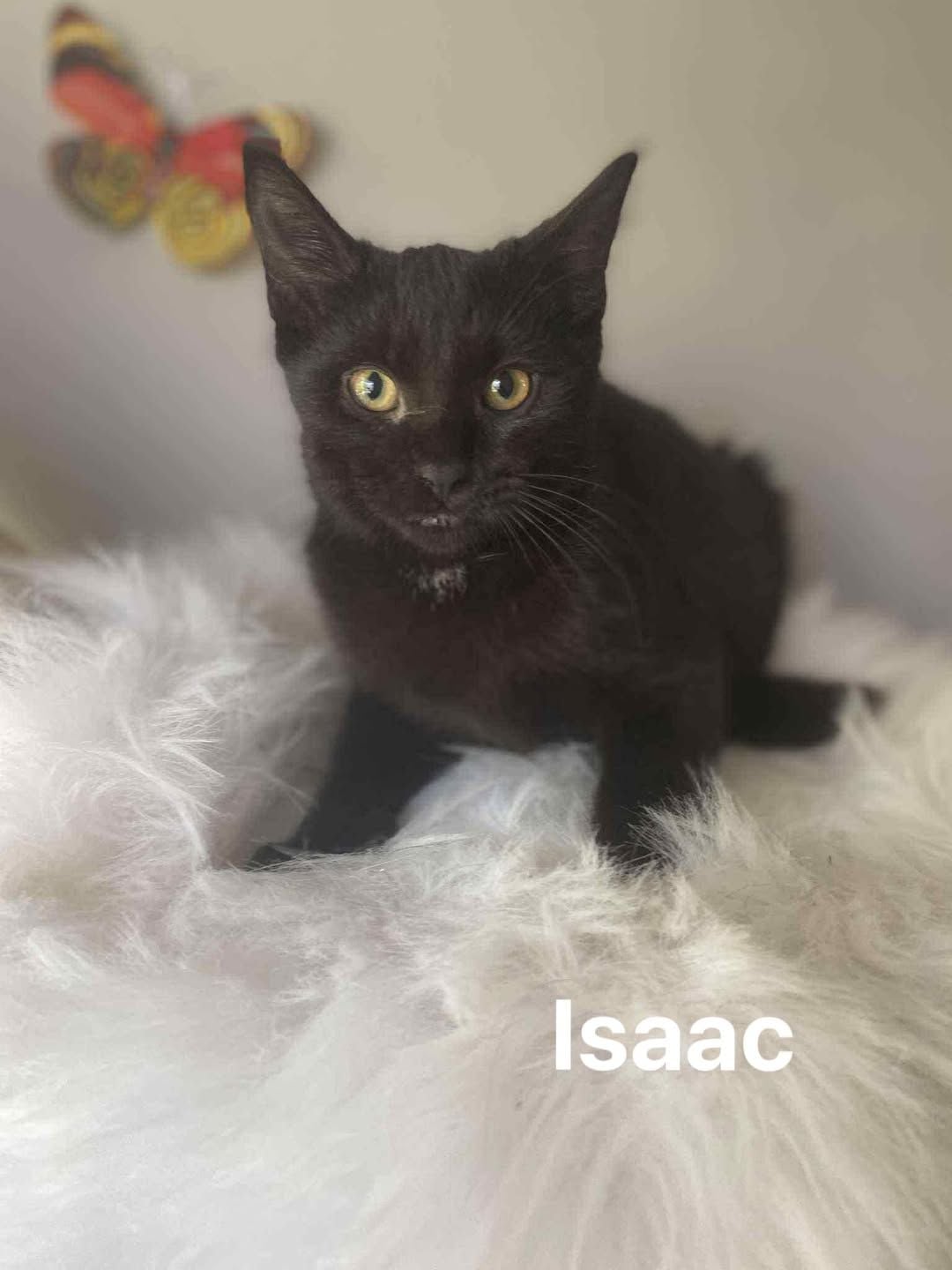 Isaac Isaac